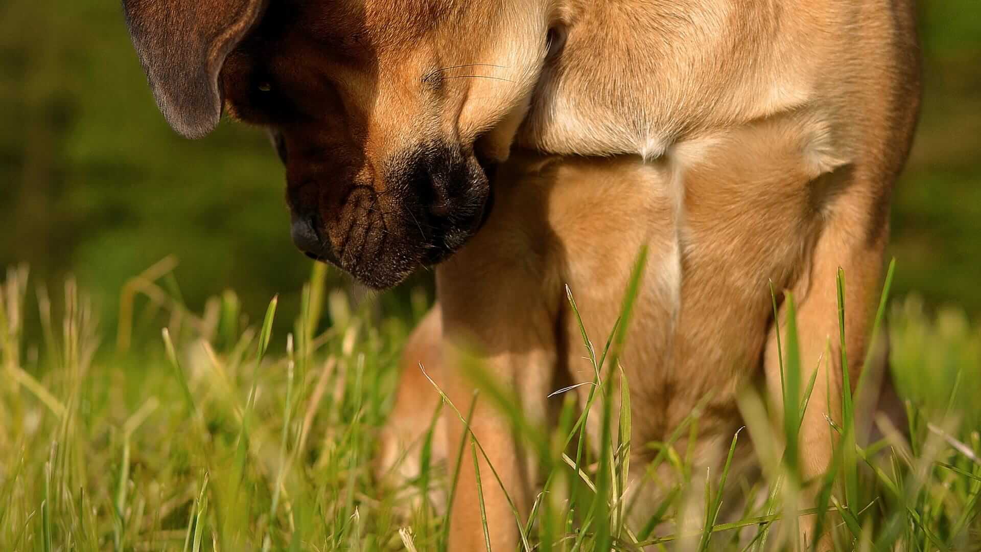 Hund überlegt, Gras zu fressen