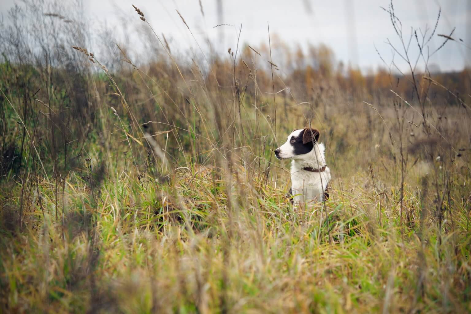 Schwarz-weißer Hund steht im Feld zwischen Grashalmen