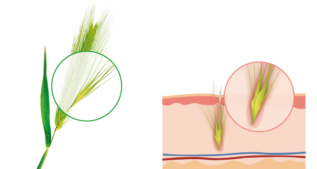 Deadly Grass Awns In Dogs Symptoms Treatment More Tractive Blog