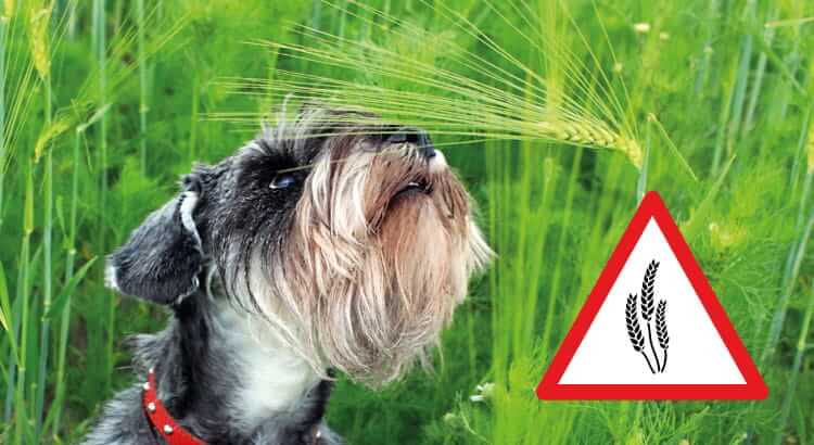 Grass awns in dog: Why is it dangerous? | Tractive