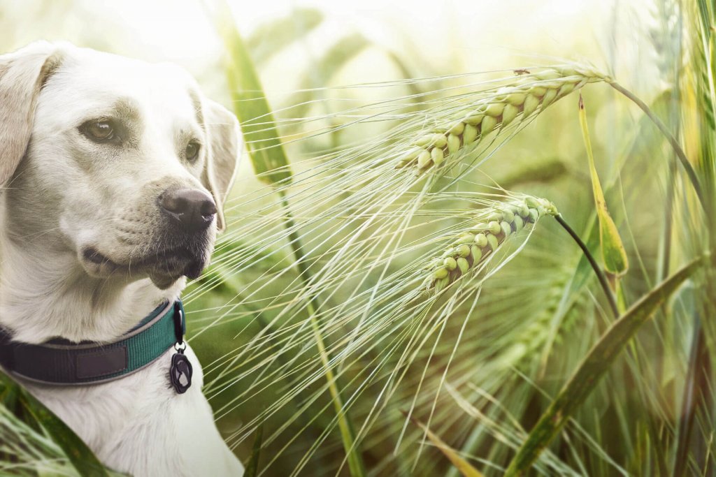 Is barley grass ok for dogs