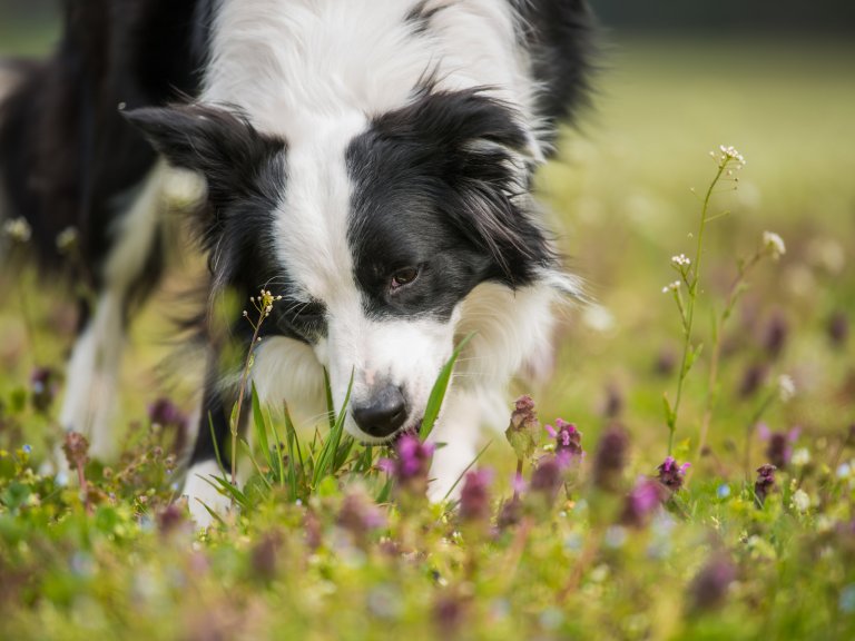Hund frisst Gras - 5 Gründe und was du tun kannst | Tractive