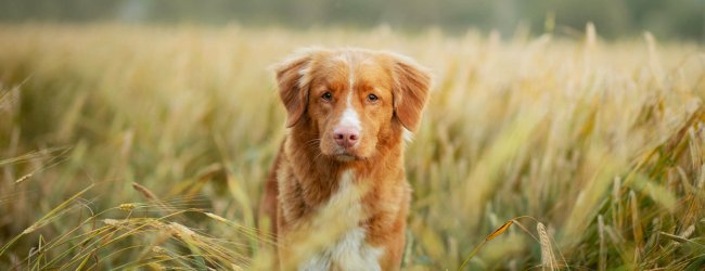 Rötlich-brauner Hund steht inmitten eines Getreidefeldes