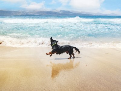 Hund läuft fröhlich am Strand