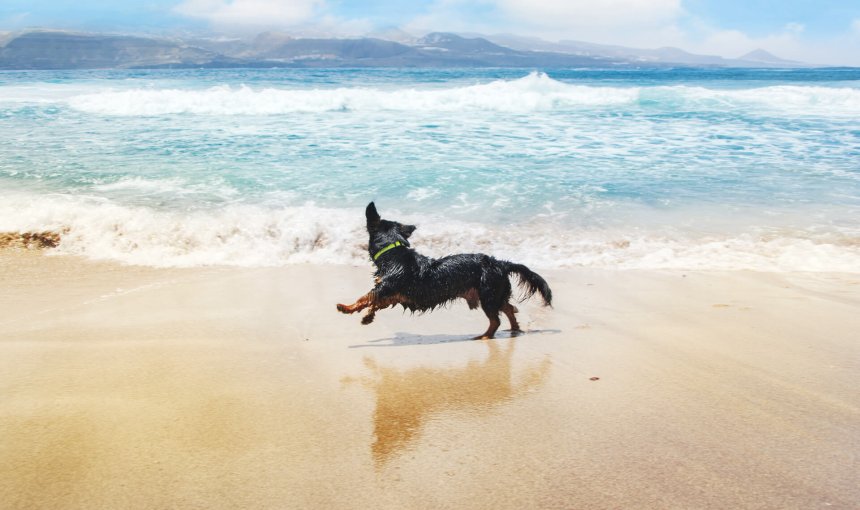 Hund läuft fröhlich am Strand