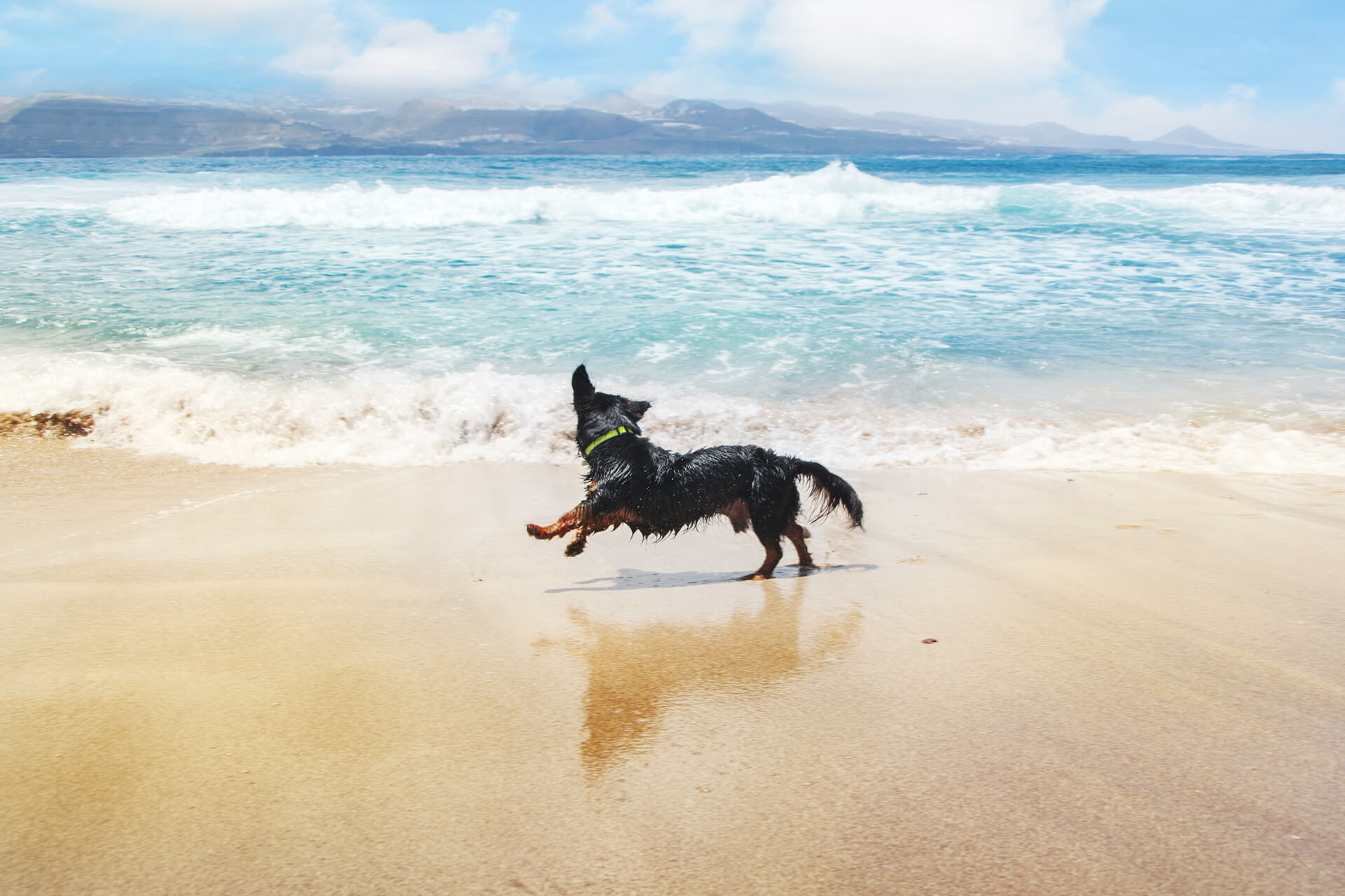 5 Tipps für den perfekten Badeurlaub mit Hund am Meer