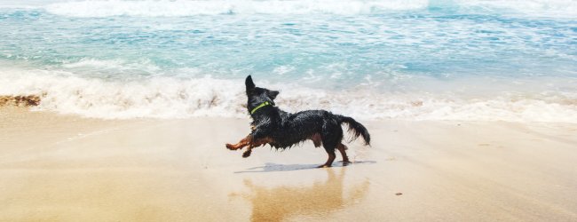 cane corre sulla spiaggia