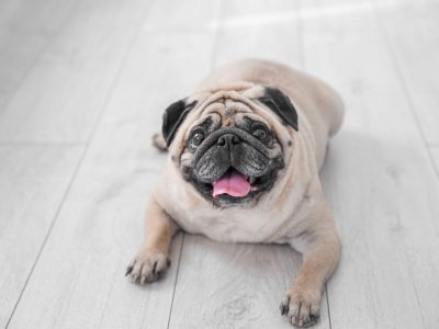 overweight dog pug on floor