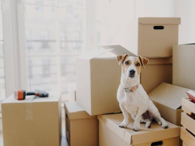 cane su uno scatolone per il trasloco