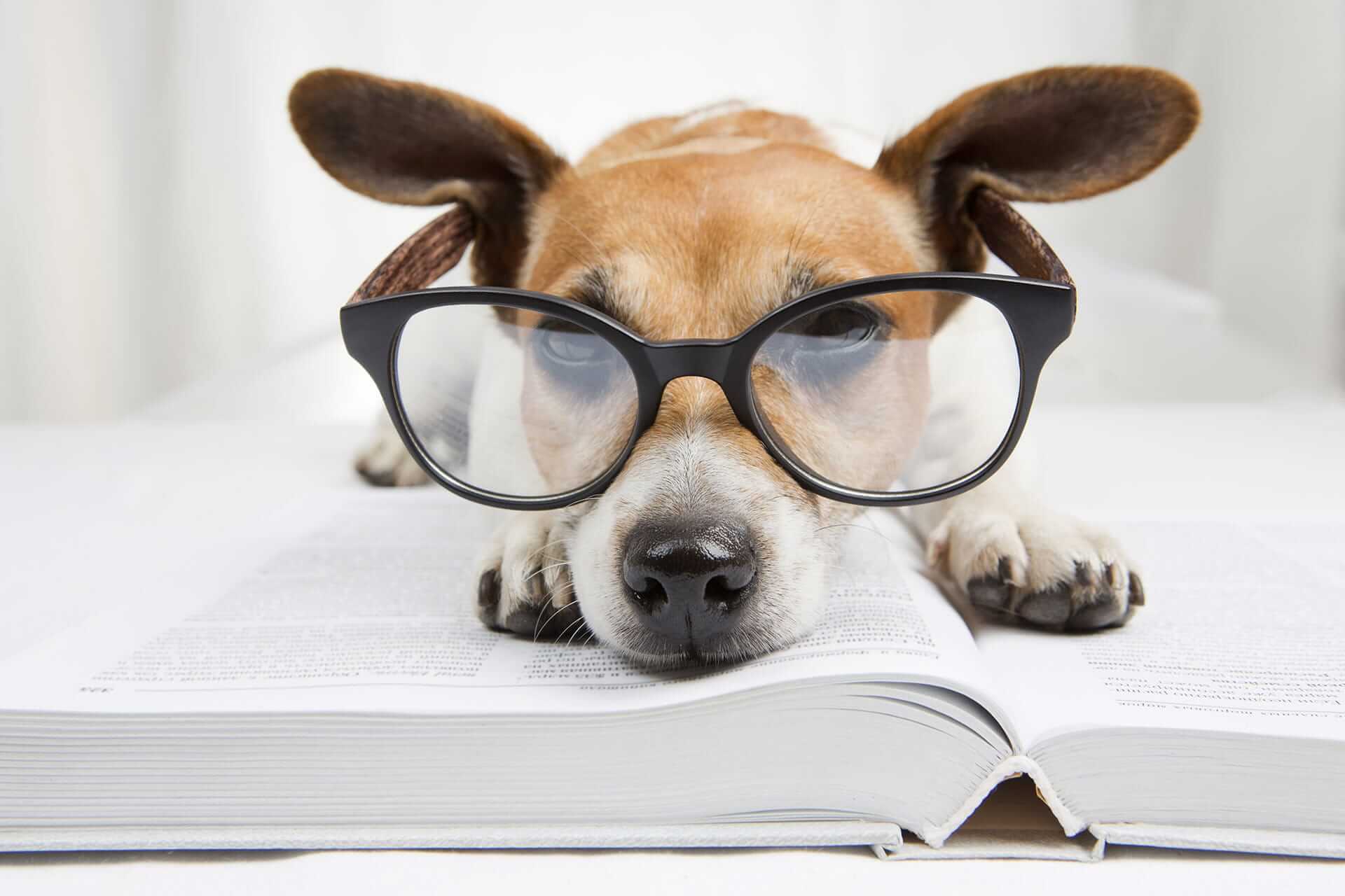 Most intelligent dog: These breeds are the smartest | Tractive