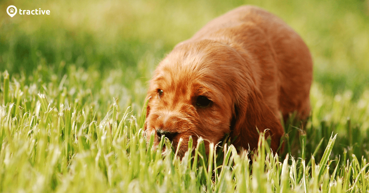 Hund frisst Gras 4 Ursachen und Gegenmaßnahmen! Tractive