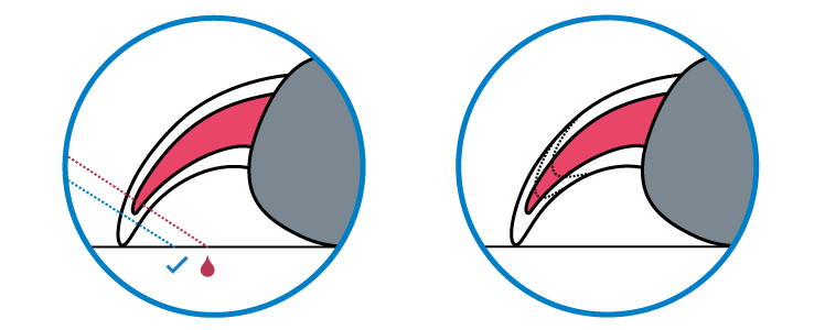 illustration - how to cut dog nails - cutting after the quick