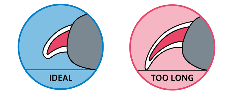 dog nail trimming illustration - ideal dog nail length vs too long