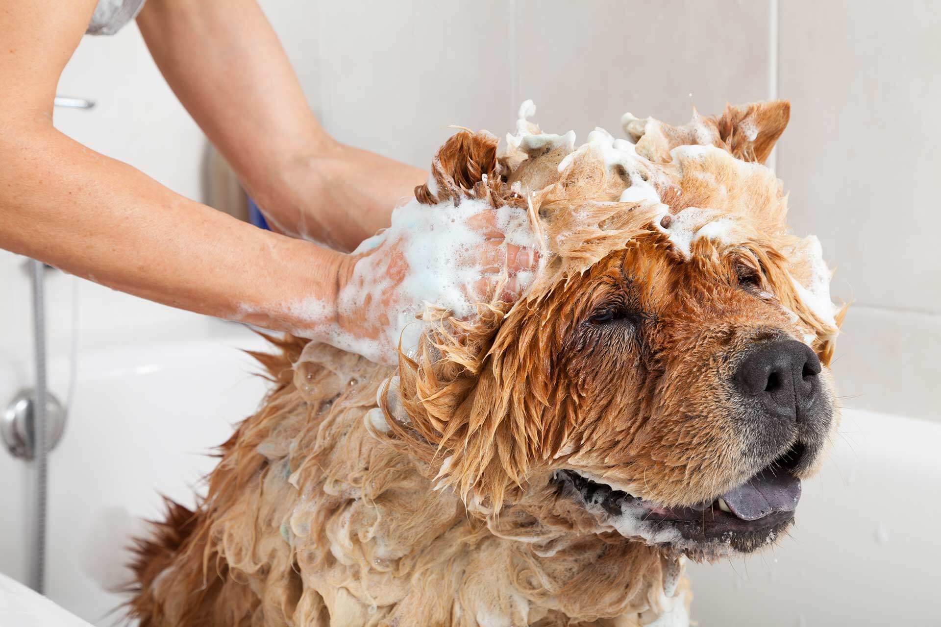 A woman showering a dog in a bathtub