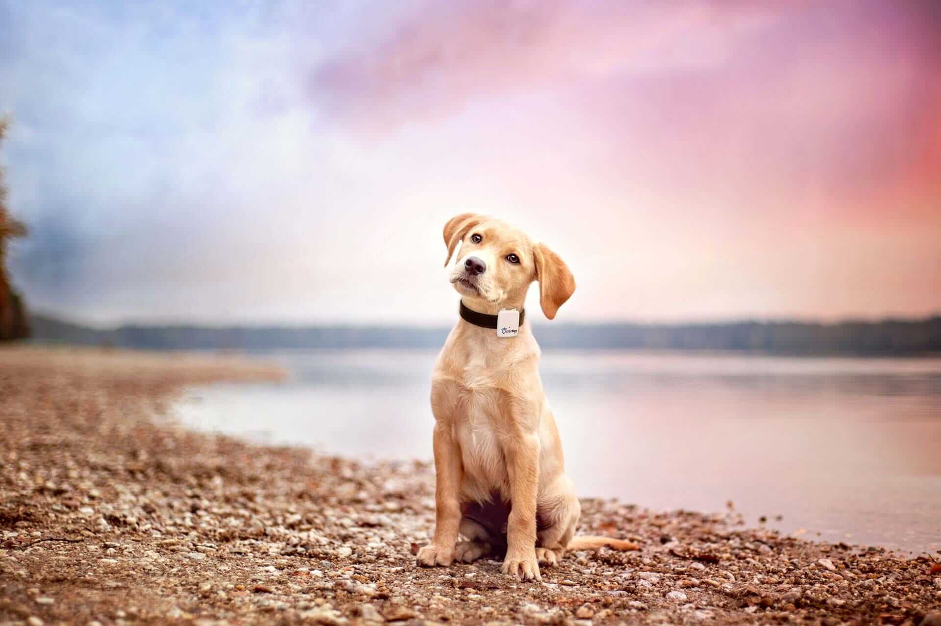 Badeurlaub Mit Hund Das Darf Nicht Fehlen Tractive