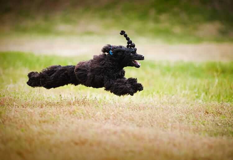 barboncino nero corre su un prato