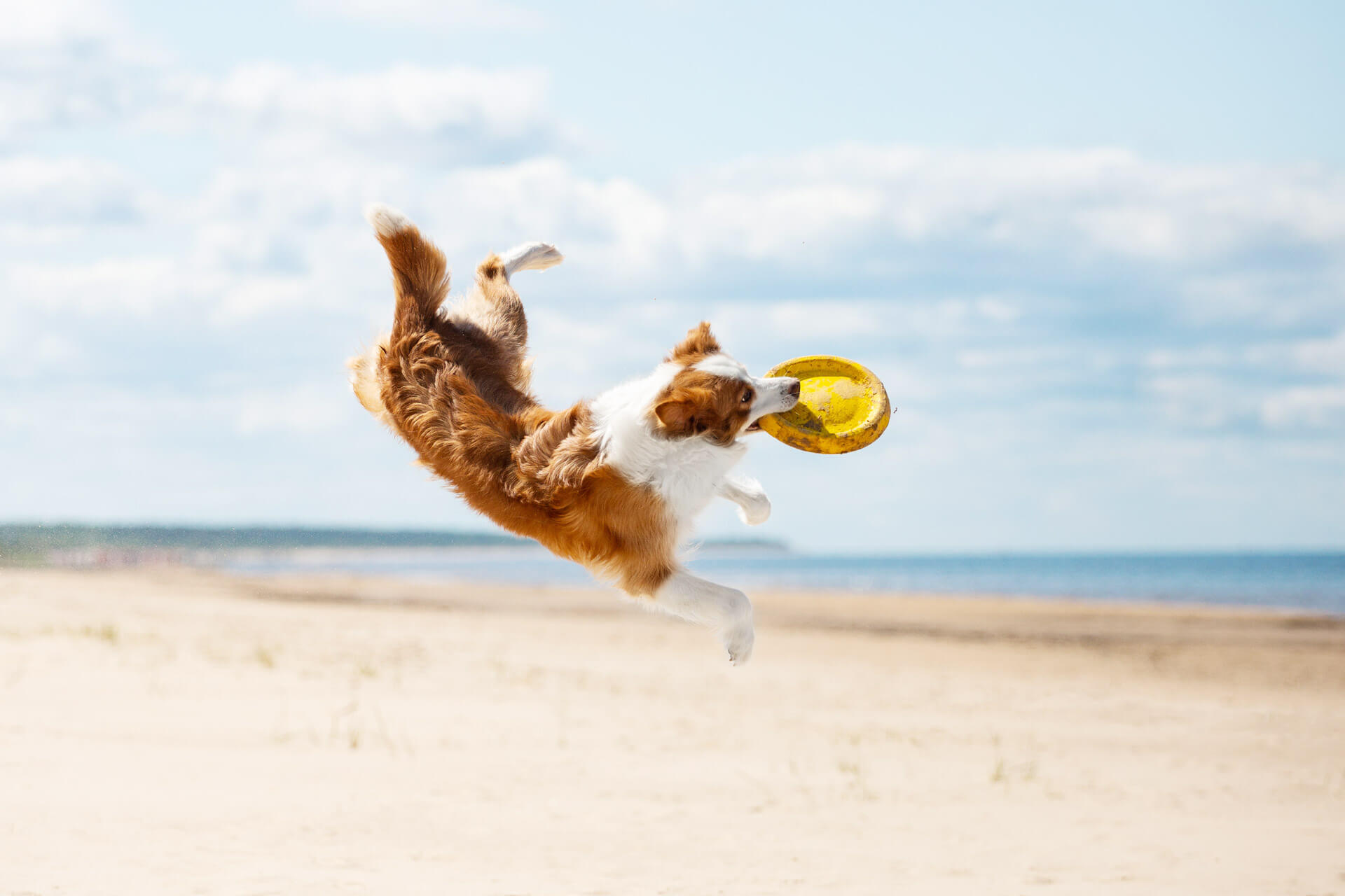 dog catching yellow frisbee mid-air at the beach