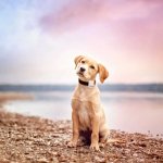 Prima delle vacanze con il cane al mare