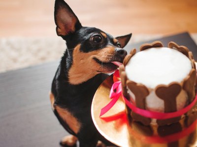 Besten Tipps und Tricks für das Feiern des Hundegeburtstags deines Vierbeiners