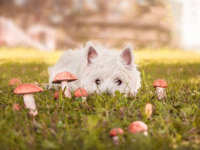 cane bianco in un prato con dei funghi