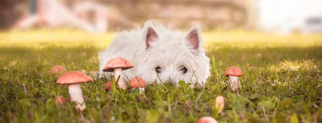 White dog outdoors in grass with mushrooms