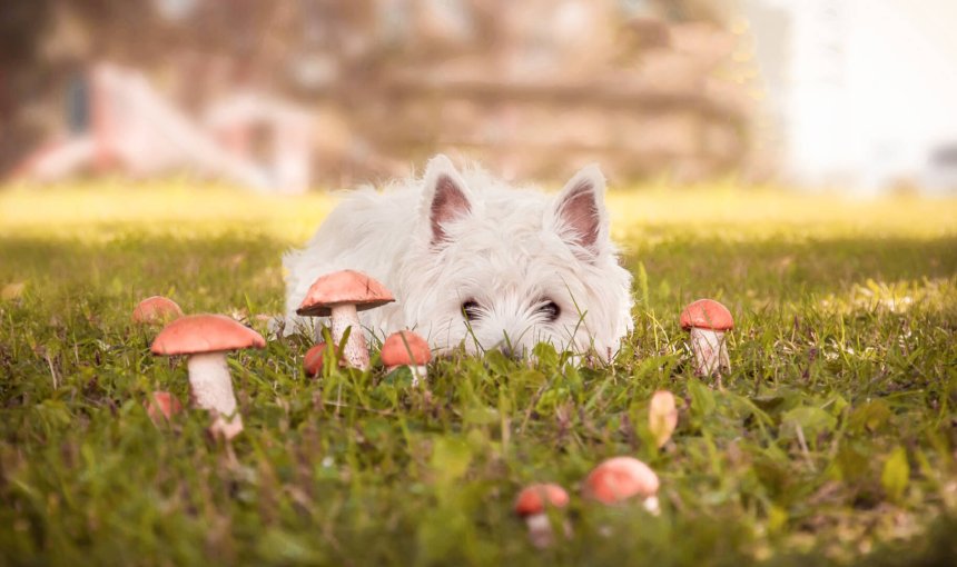 White dog outdoors in grass with mushrooms