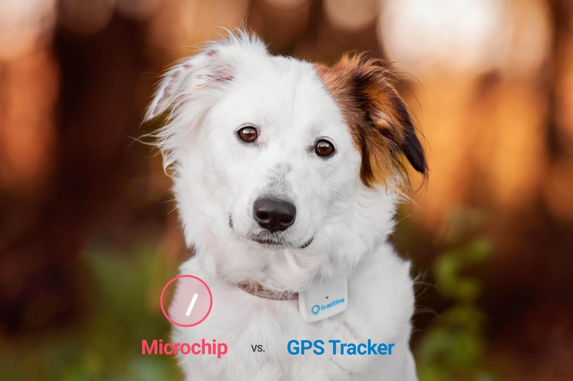 Hundechip vs GPS Tracker Die Unterschiede Tractive