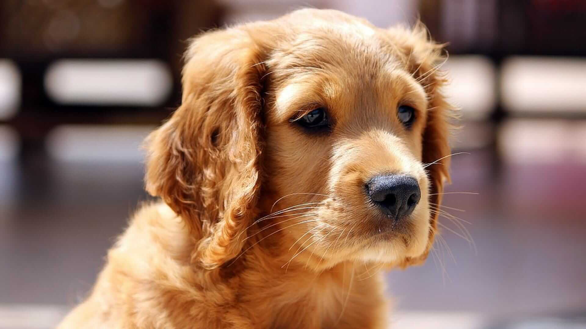 Traurig blickender, kleiner brauner Hund