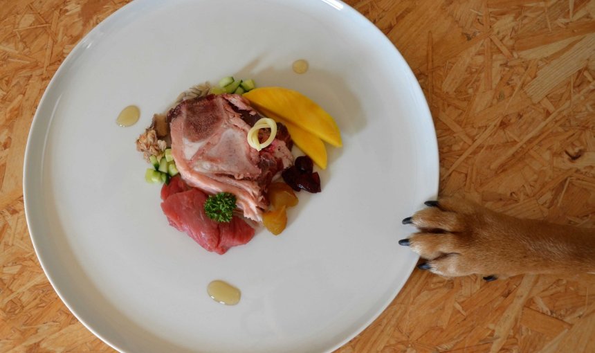 piatto con cibo per cani e zampa del cane sul piatto