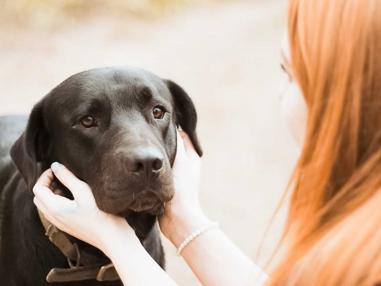 do dogs get sad when you have a baby