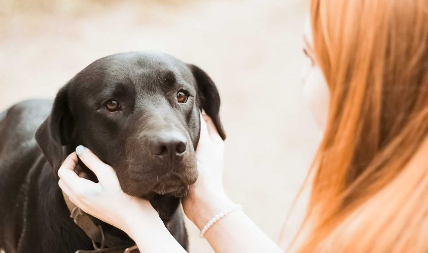 Sad dog when school beginns