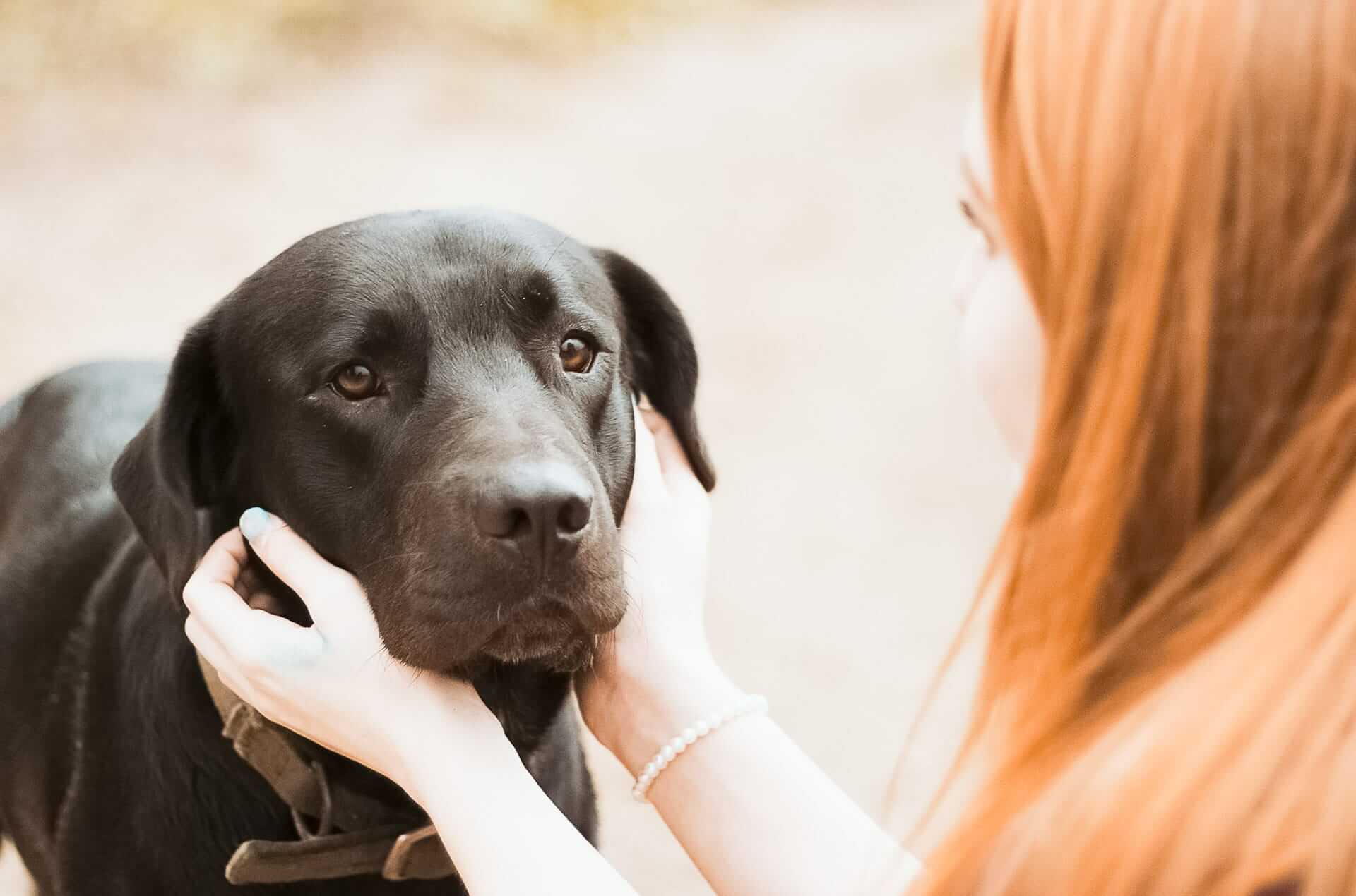 Sad dog when school beginns