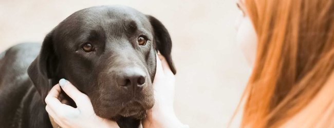 Depression bei Hunden zum Schulstart vermeiden - Tippszu Schulbeginn