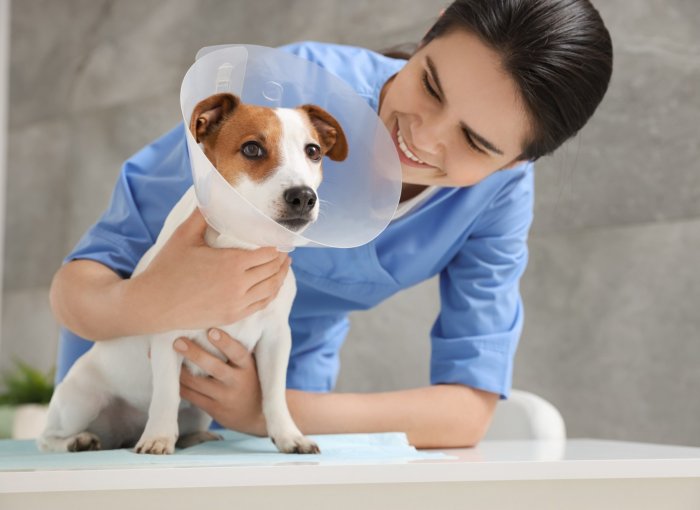 A vet examining a dog wearing a cone at a clinic