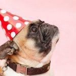 regali per cani