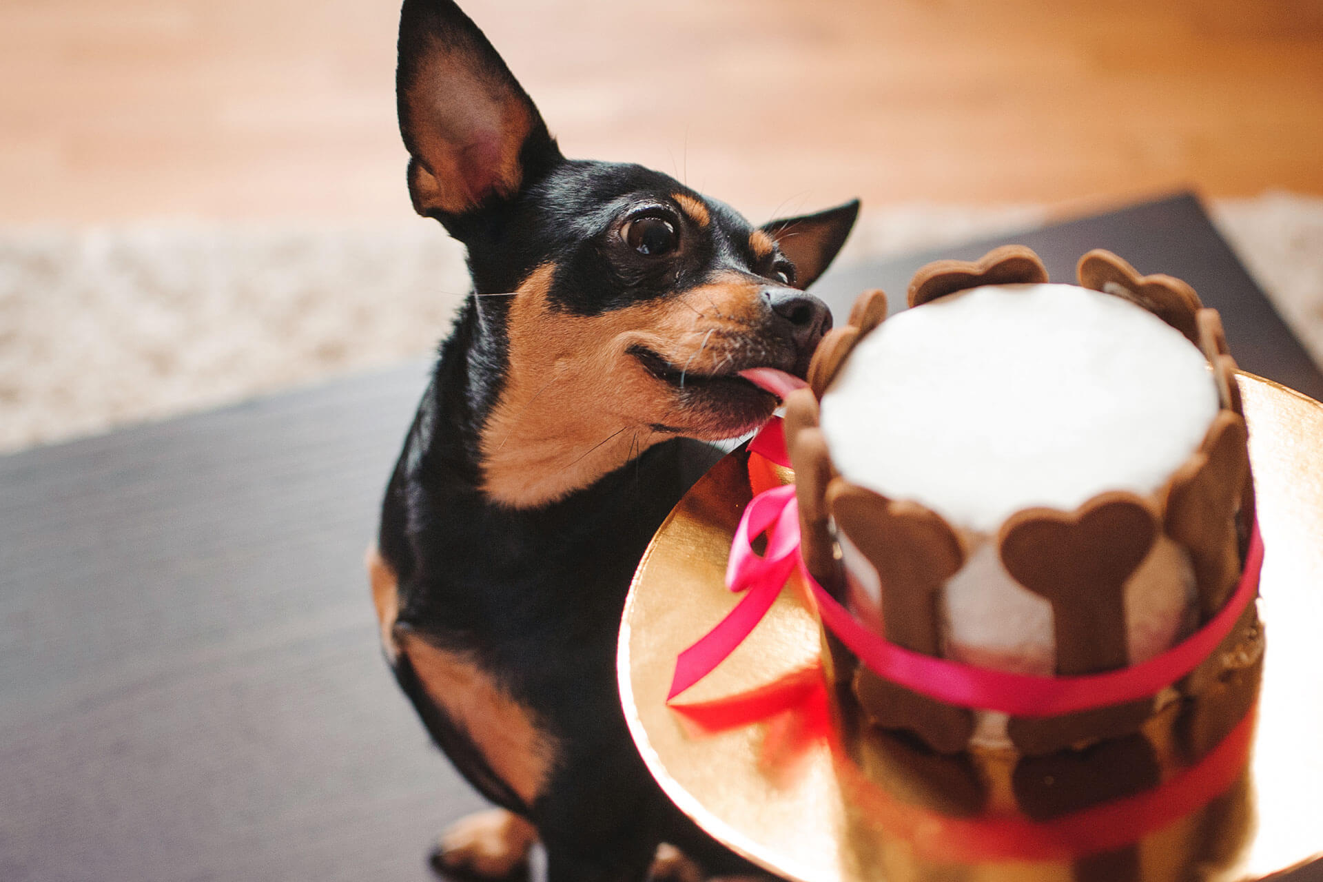 Where Can I Take My Dog For His Birthday