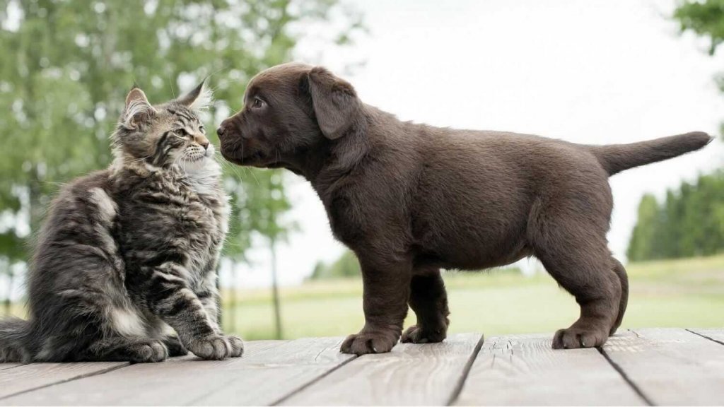 A puppy and kitten playing outdoors