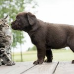 cats and dogs