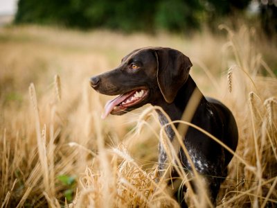 brown dog in field
