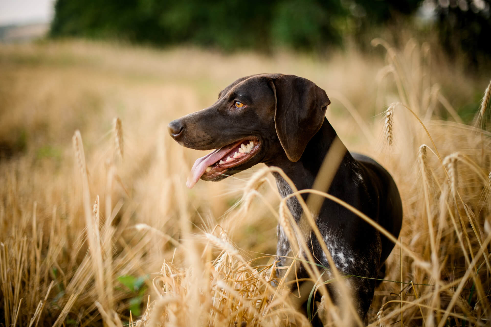 brown dog in field