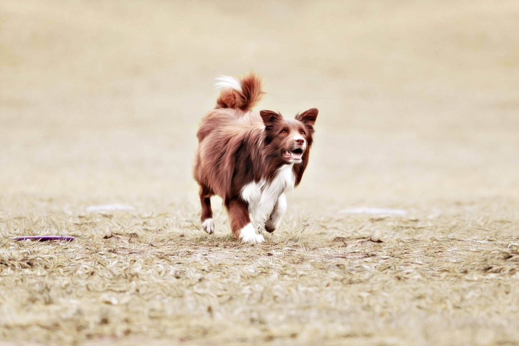 petit chien marron et blanc qui court dehors