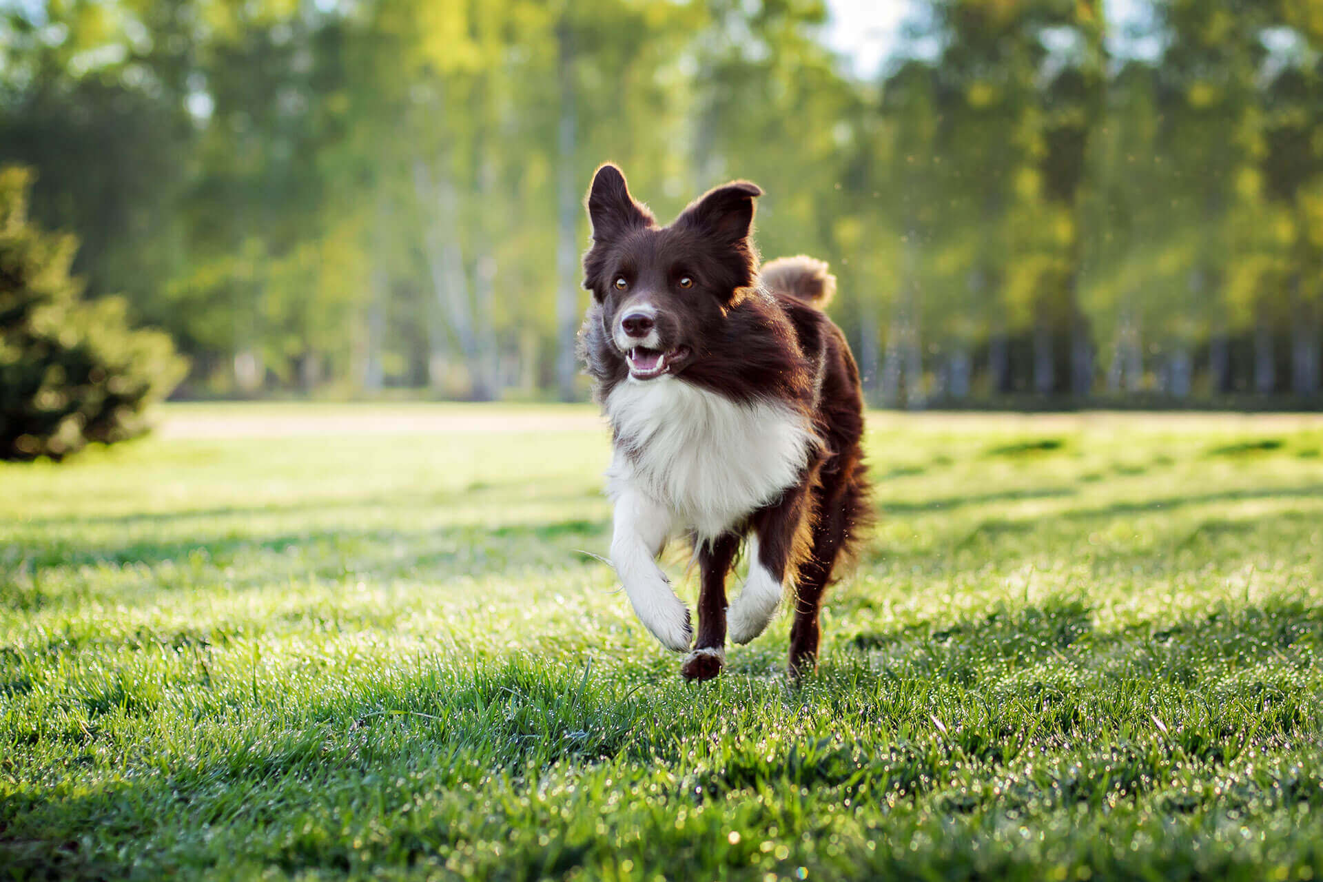 missing dog signs