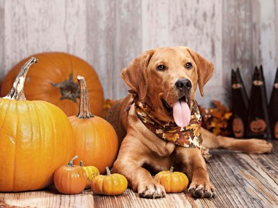 Brown dog sitting among pumpkins, dog in fall decoration. Halloween safety tips for dogs