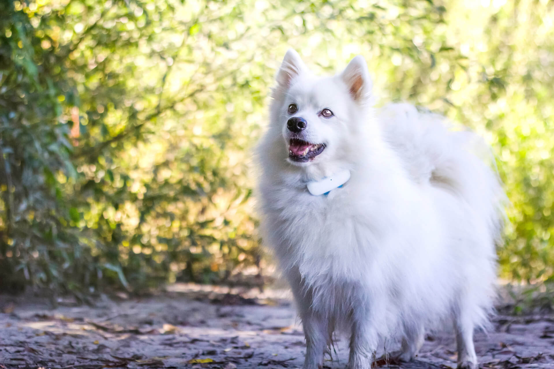 white dog wearing GPS tracker outdoors