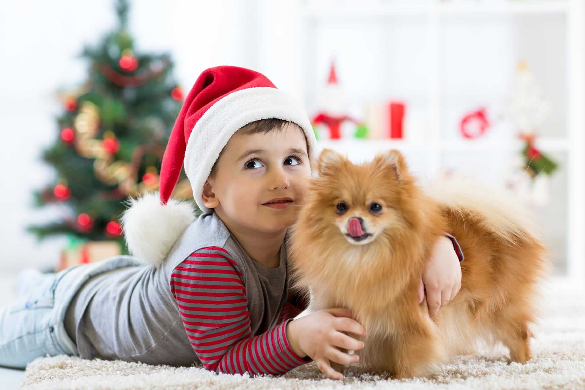 Hund anschaffen Weihnachten