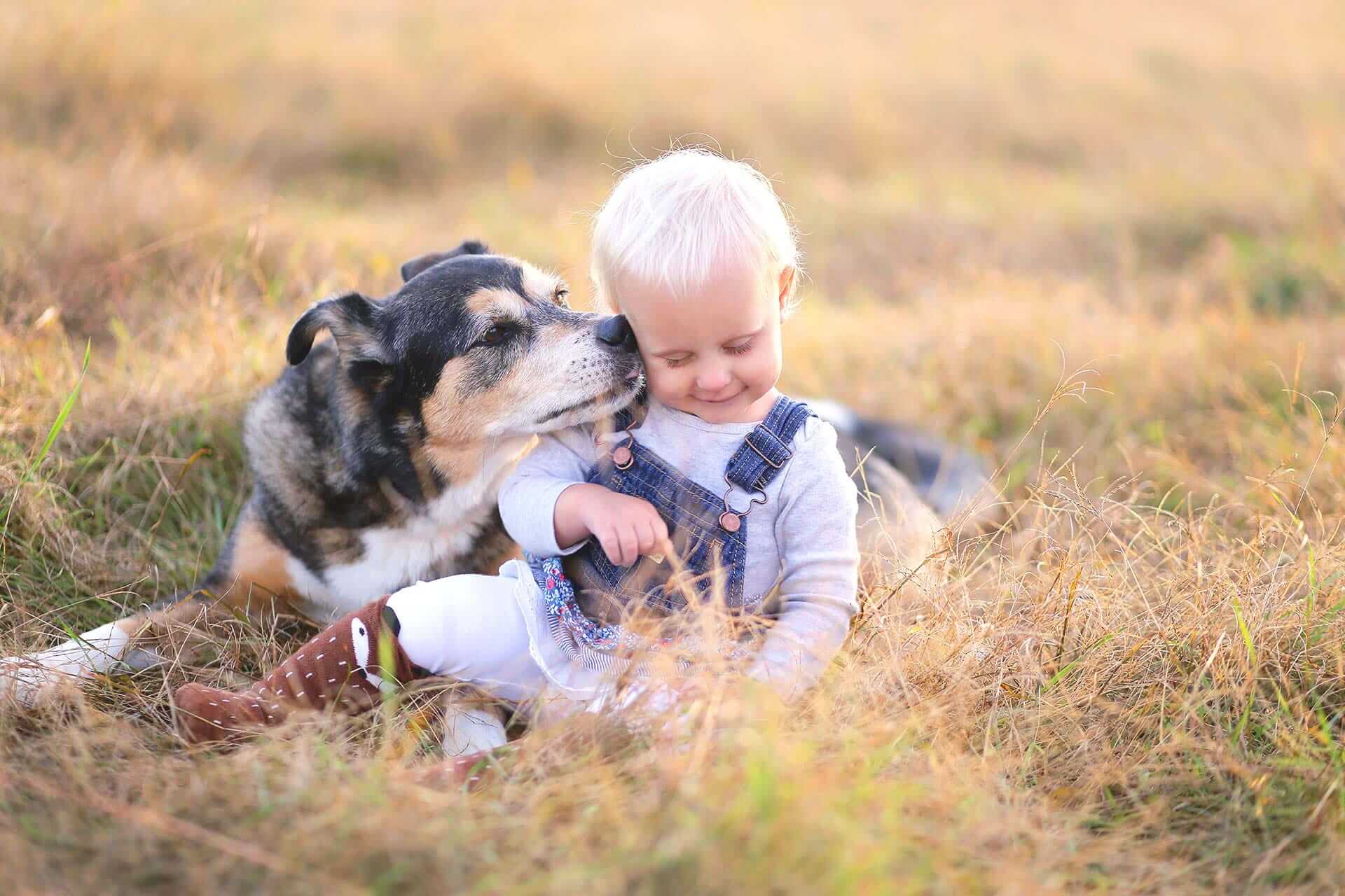 Hund spielt mit kleinem Jungen in Sommerwiese