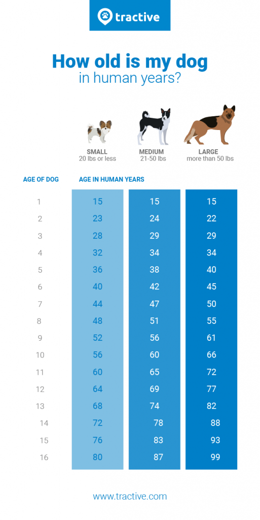 2 month puppy in human years