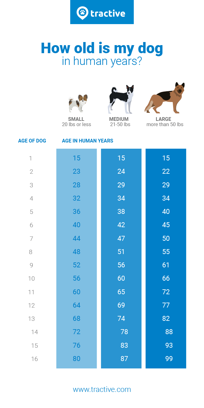 Dog years to human years chart: Learn your dog's real age - Tractive