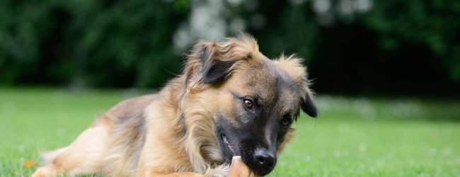 hund mit kaustange im gras