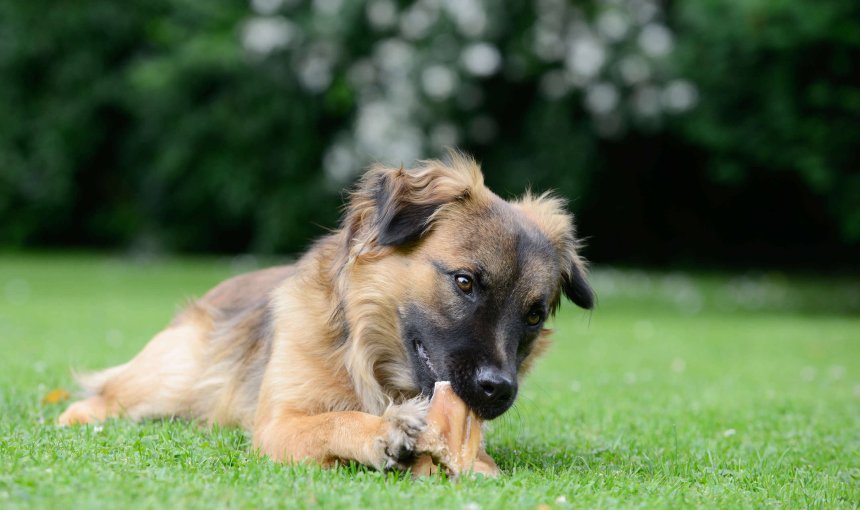 hund mit kaustange im gras